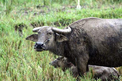 picture ng kalabaw|Kalabaw Stock Photos, Images & Pictures.